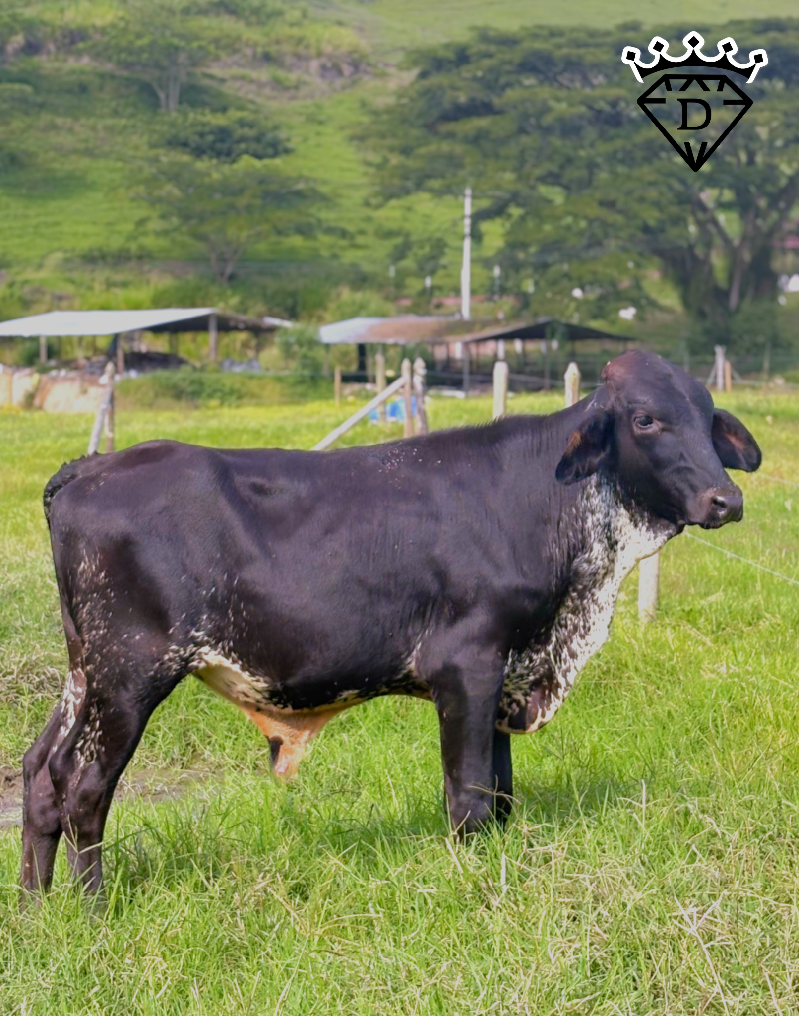 Torete Macho GyrolandoPlus