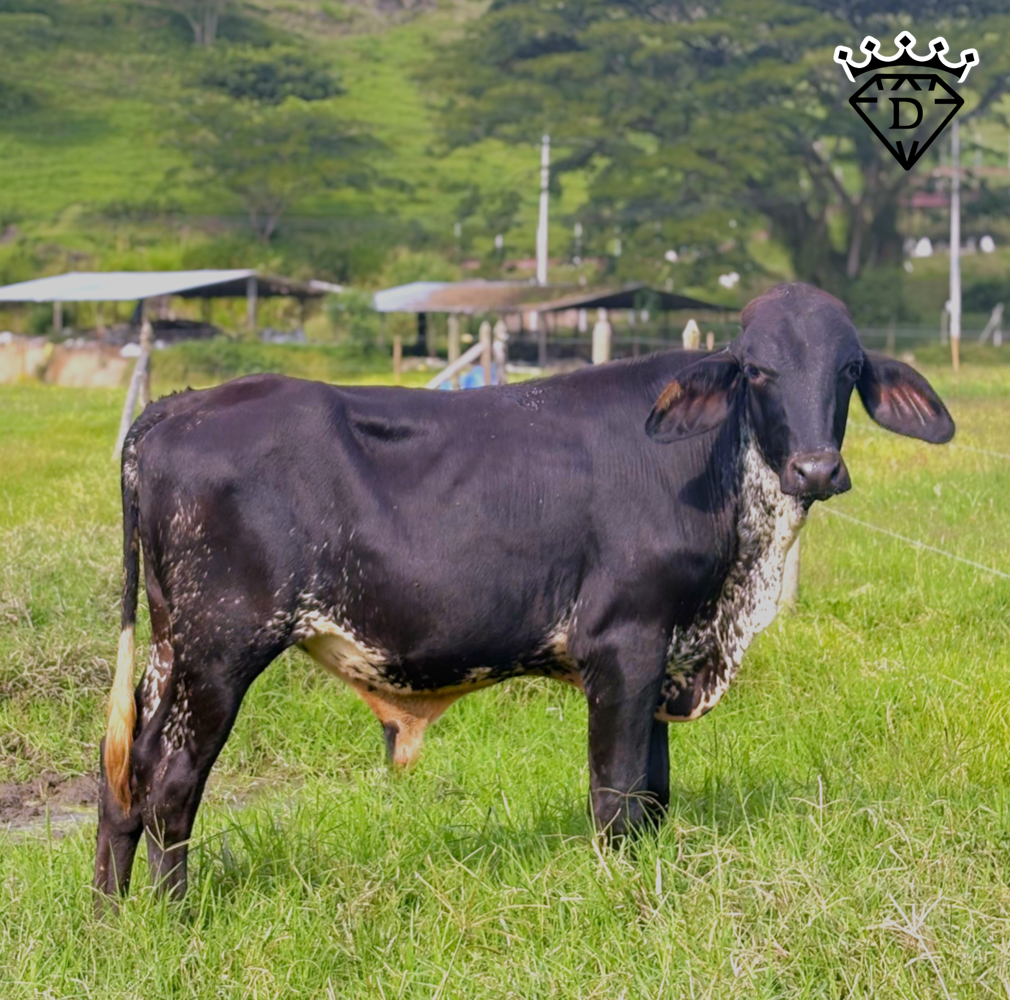 Torete Macho GyrolandoPlus