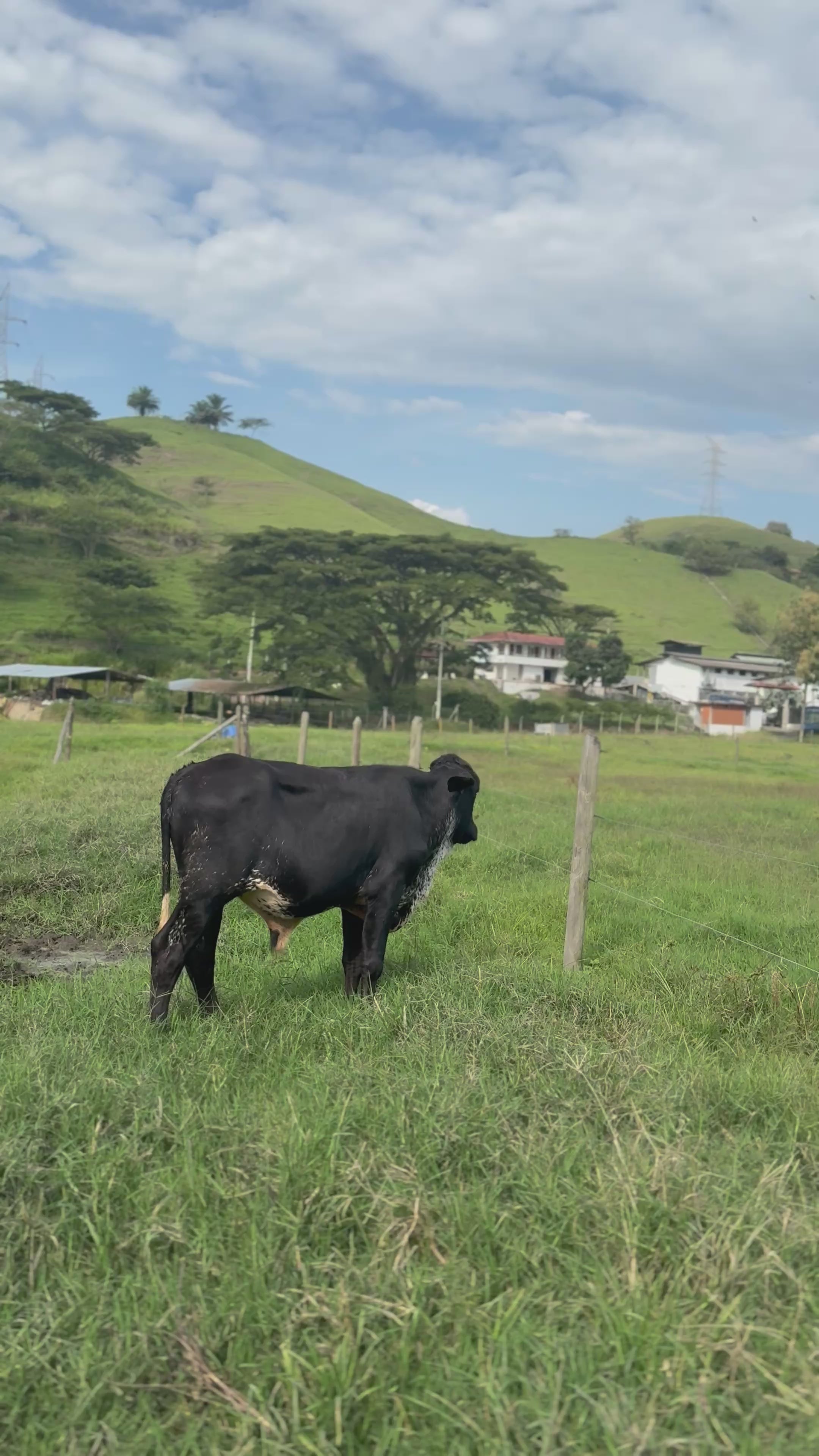 Torete Macho GyrolandoPlus